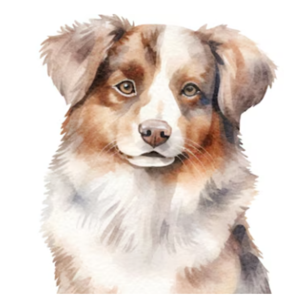 Placa Pastor Australiano - Várias