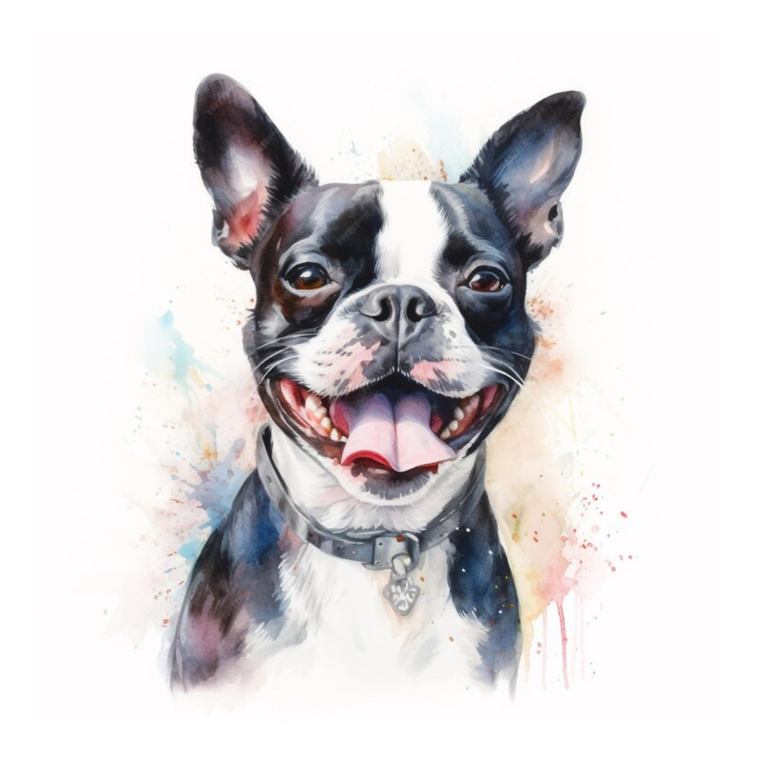 Placa Boston Terrier - Várias