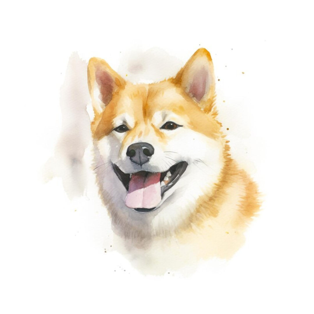 Placa Shiba - Várias