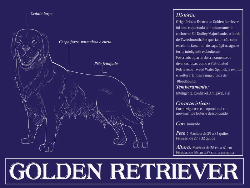 Placa Golden Retriever - Várias