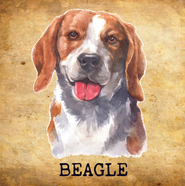 Placa Beagle - Várias