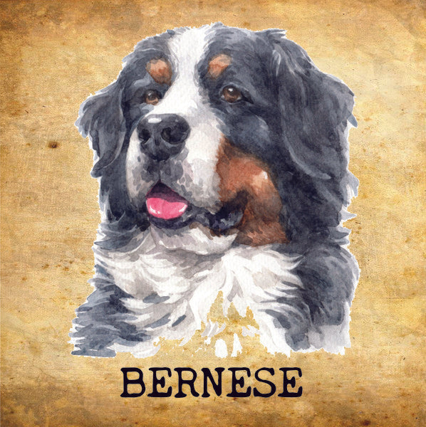 Placa Bernese - Várias