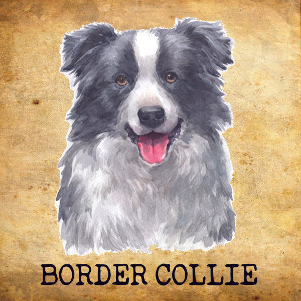 Placa Border Collie - Várias