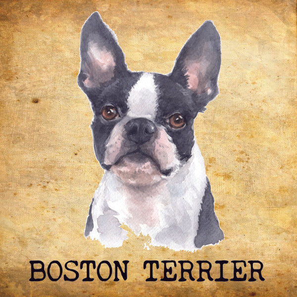 Placa Boston Terrier - Várias