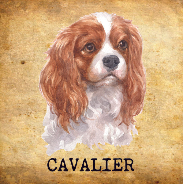 Placa Cavalier - Várias