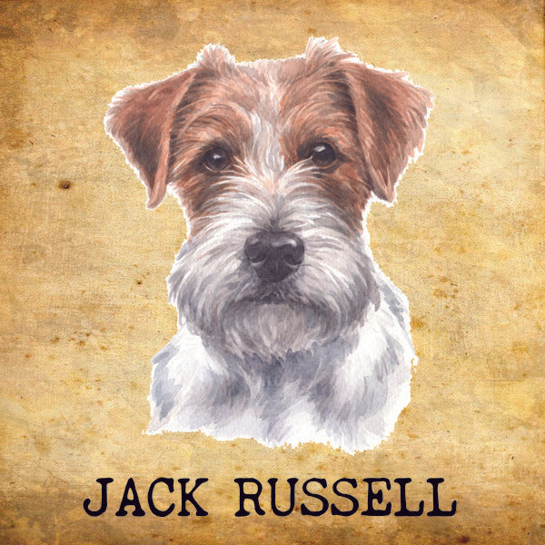 Placa Jack Russell - Várias