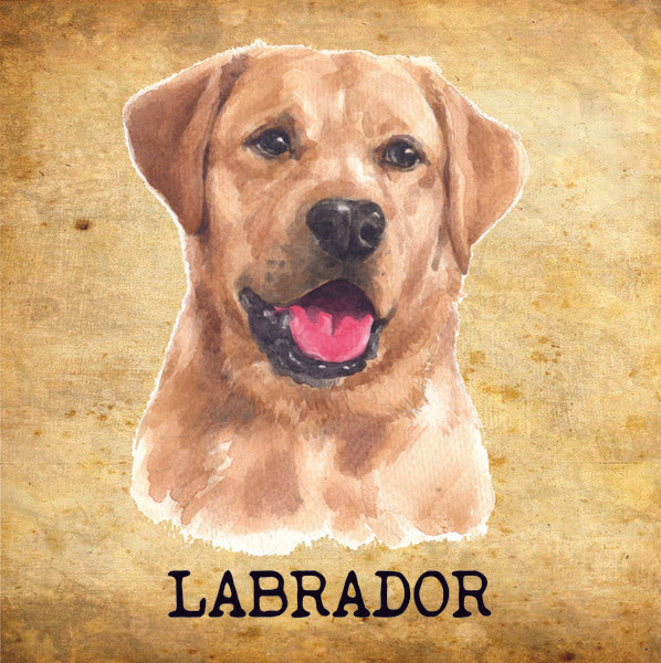Placa Labrador - Várias