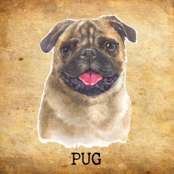 Placa Pug - Várias