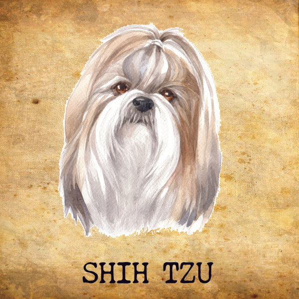 Placa Shih Tzu - Várias