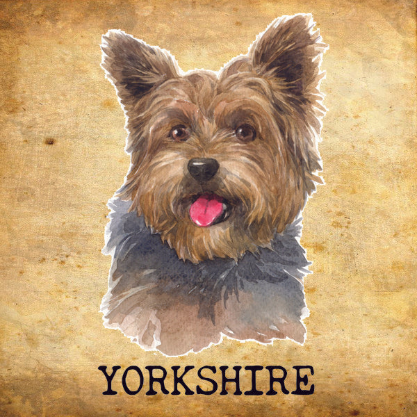 Placa Yorkshire - Várias