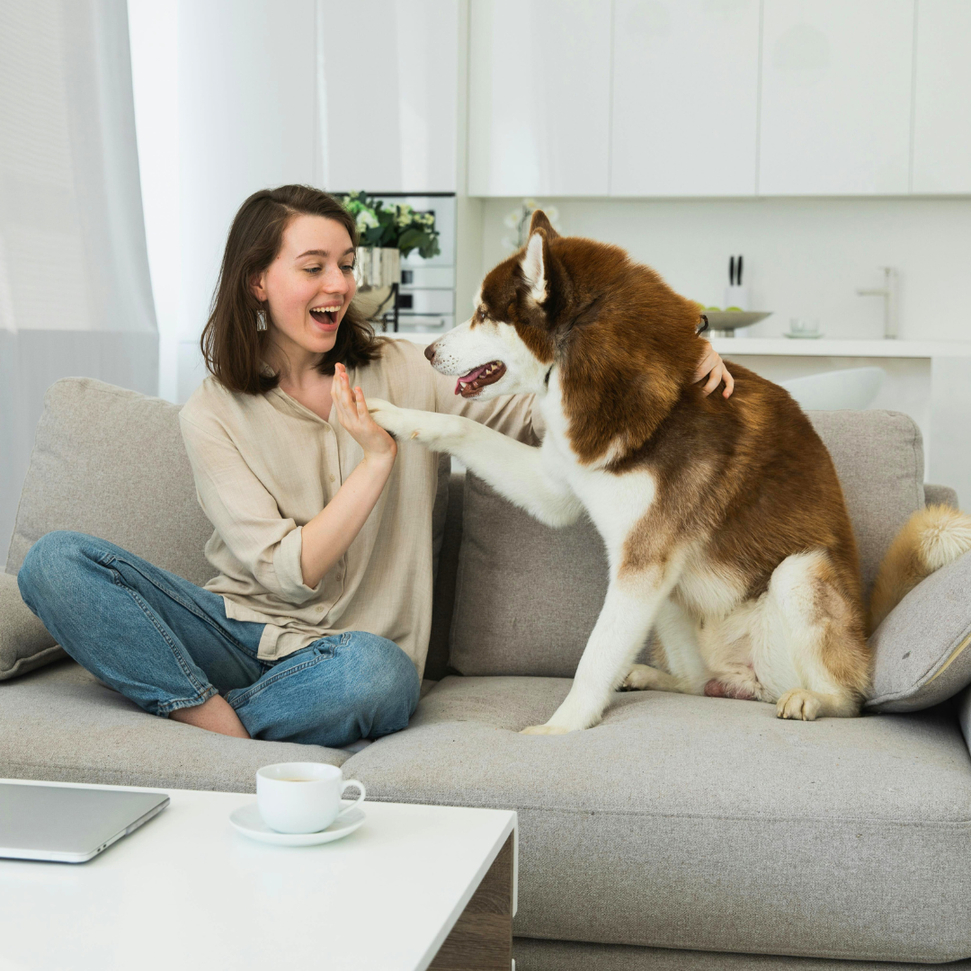 Produtos de limpeza podem intoxicar pets? Veja os riscos para cães e gatos em casa