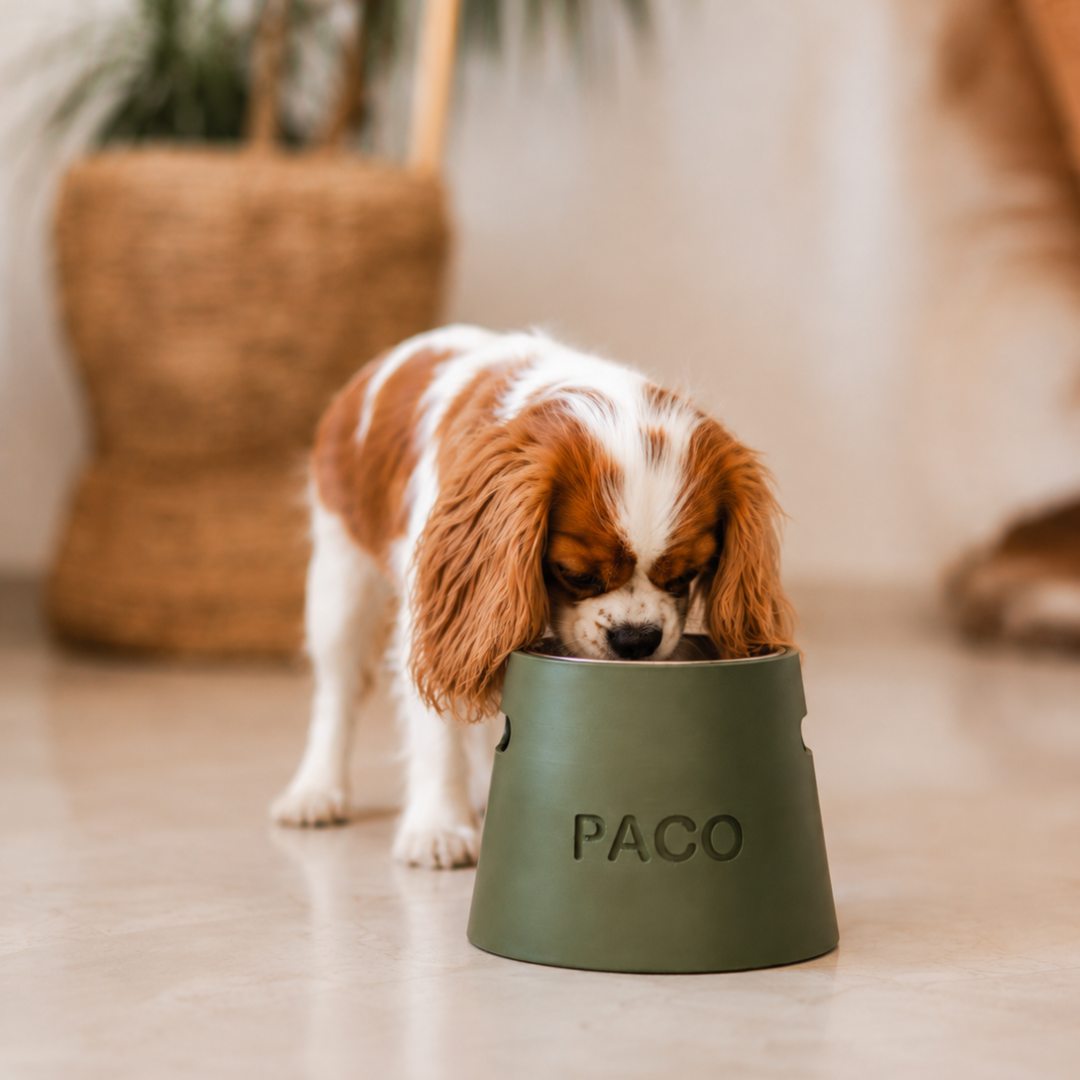 Comedouro Nórdico | Personalize o nome do seu Pet