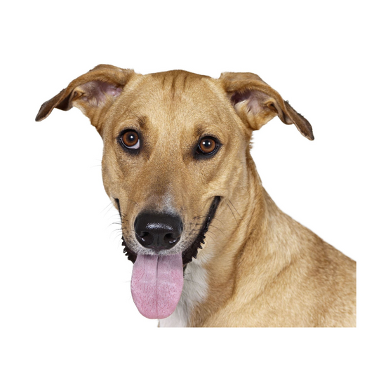 Placa  Viralata - Várias