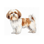 Placa  Lhasa Apso - Várias