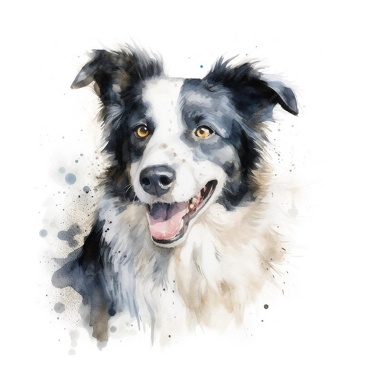 Placa Border Collie - Várias