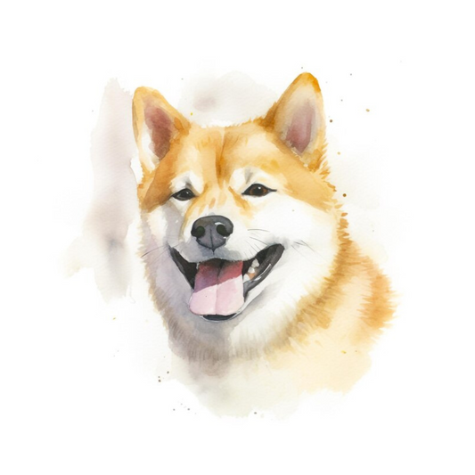 Placa Shiba - Várias