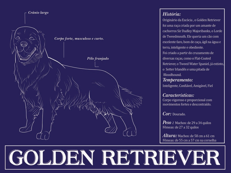 Placa Golden Retriever - Várias