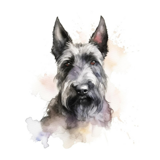 Placa  Scottish Terrier- Várias
