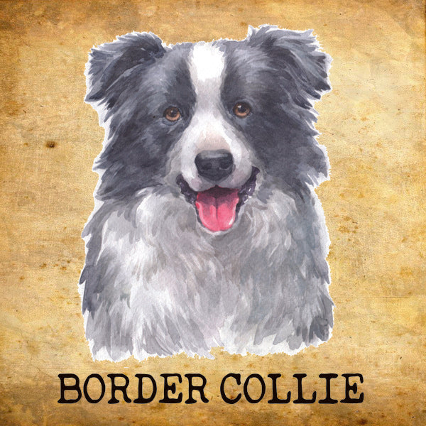 Placa Border Collie - Várias