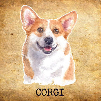 Placa Corgi - Várias