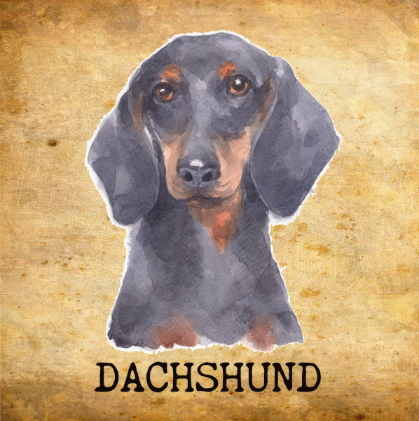 Placa  Dachshund- Várias