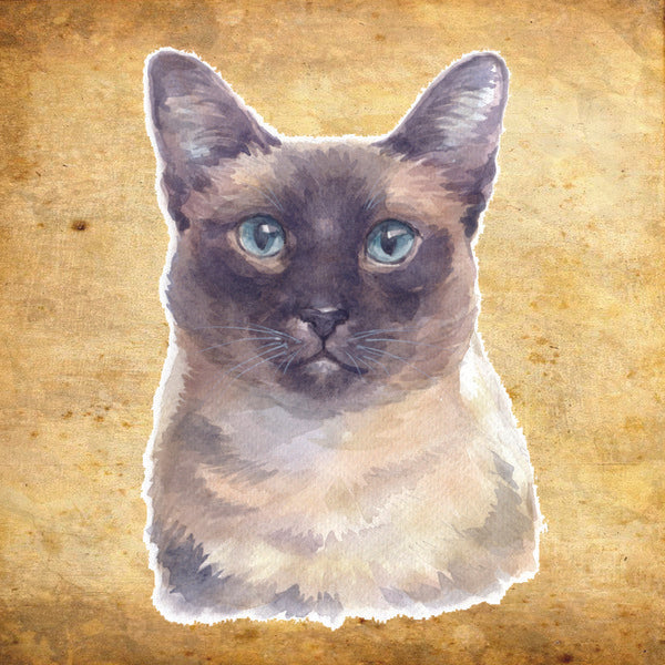 Placa  Gato - Várias