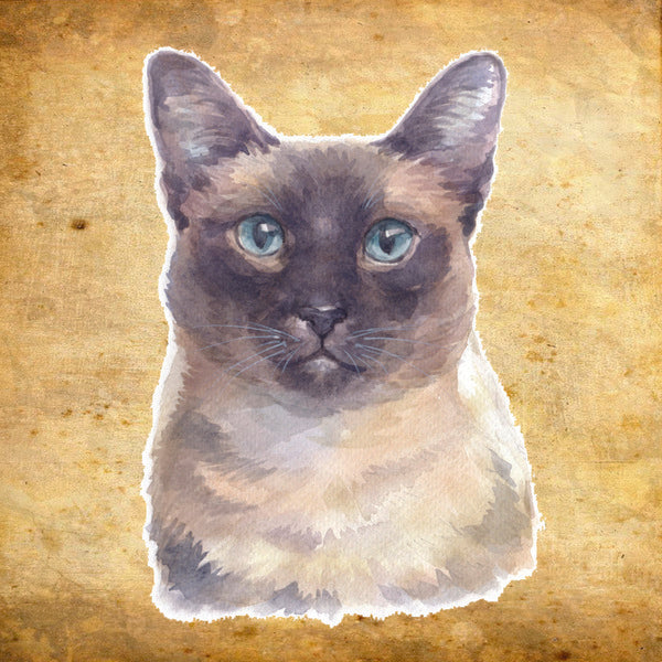 Placa  Gato - Várias