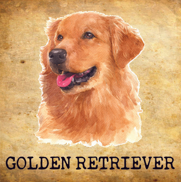 Placa Golden Retriever - Várias