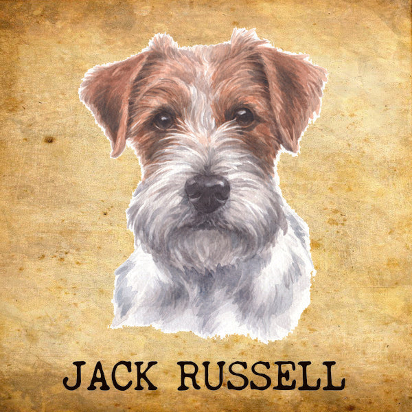 Placa Jack Russell - Várias
