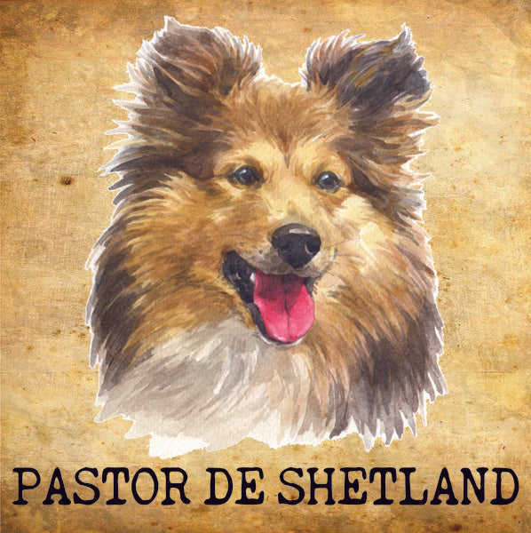 Placa Pastor de Shetland - Várias