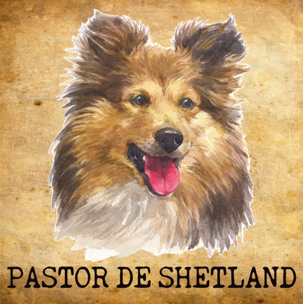 Placa Pastor de Shetland - Várias
