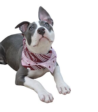 Bandana para pets